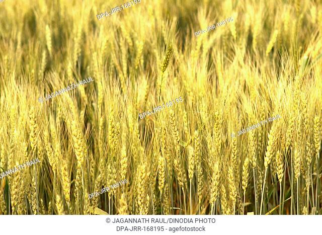 Wheat plantation , Neemuch , Madhya Pradesh , India