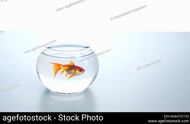 Goldfish swimming in transparent round glass bowl aquarium realistic illustration on white background with copy space. Space for text