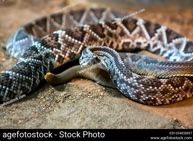 Rattlesnake, Crotalus atrox. Western Diamondback. Dangerous snake