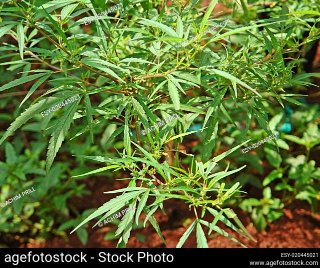 Cannabis plant in Uganda