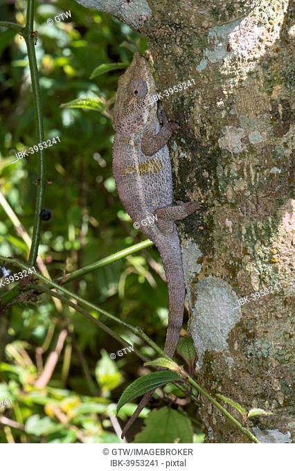 Elephant-eared Chameleon or Short-horned Chameleon (Calumma brevicornis), female, Madagascar