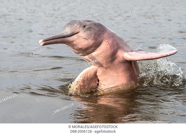 South America , Brazil, Amazonas state, Manaus, Amazon river basin, along Rio Negro , Amazon River Dolphin, Pink River Dolphin or Boto (Inia geoffrensis)