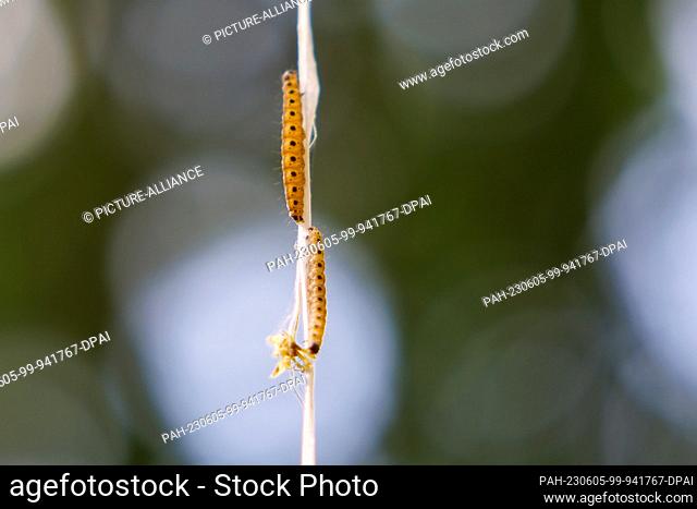 PRODUCTION - 01 June 2023, Bavaria, Nuremberg: Spider moth caterpillars climb up to a tree. The caterpillars of some species of gossamer moths are responsible...