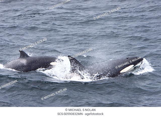 A small pod of 6 killer whales Orcinus orca near Cape Horn, South America at 56ø 00 1S 67ø 02 7W MORE INFO Killer whales are found in all oceans and most seas