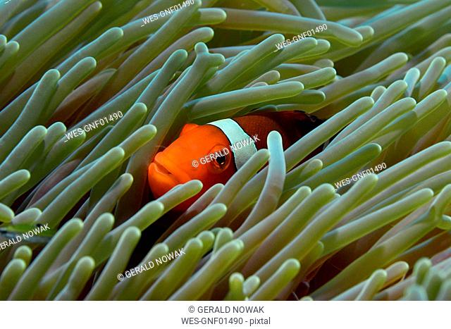 False Percula Clownfish, Amphiprion ocellaris