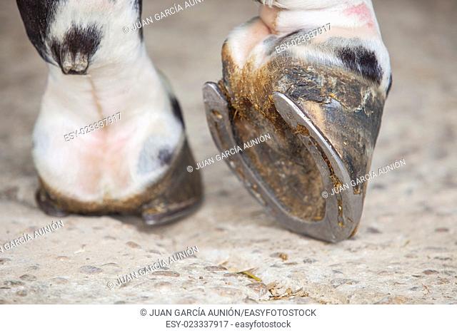 Detailed view of horse foot hoof outside stables