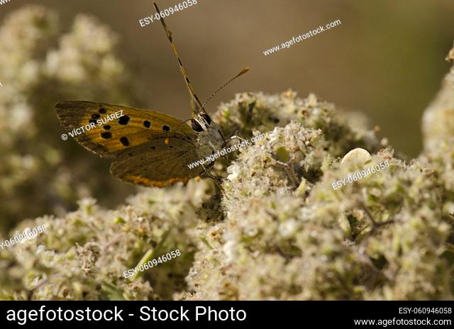 Butterfly small copper Lycaena phlaeas. Garafia. La Palma. Canary Islands. Spain