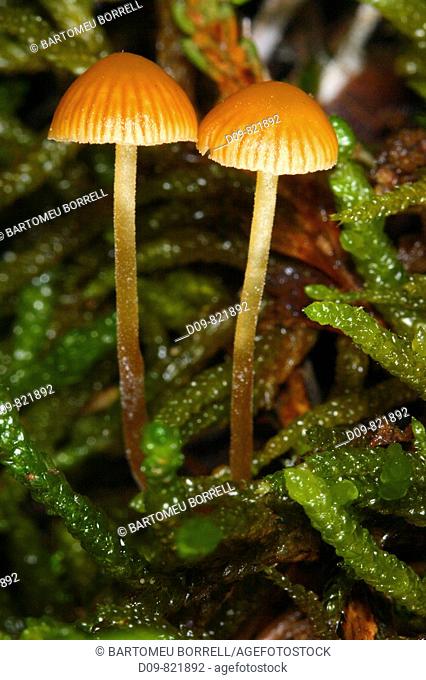 Two mushrooms (Mycena inclinata) in moss