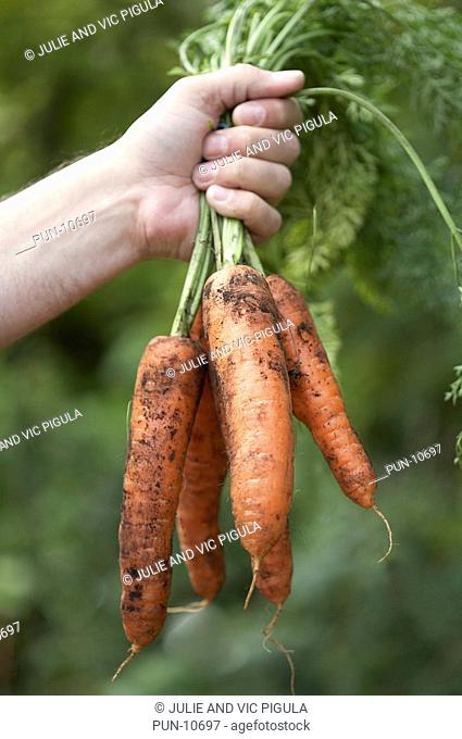 Freshly harvested carrots held in hand