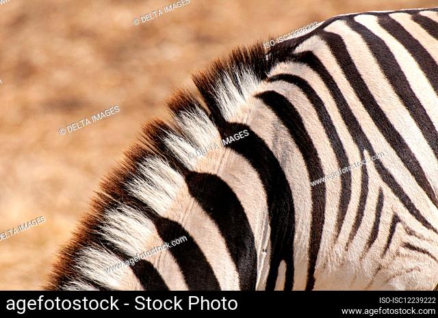 Mane of burchell's zebra (Equus burchellii), Etosha National Park, Namibia