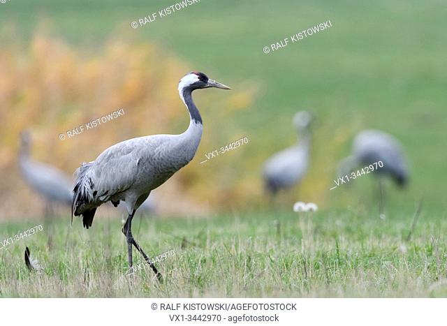 Common Crane ( Grus grus ), resting on grassland, on a meadow, during migration in fall, migratory birds, wildlife, Europe