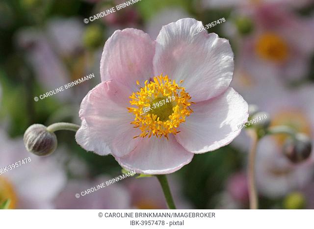 Chinese anemone (Anemone hupehensis)