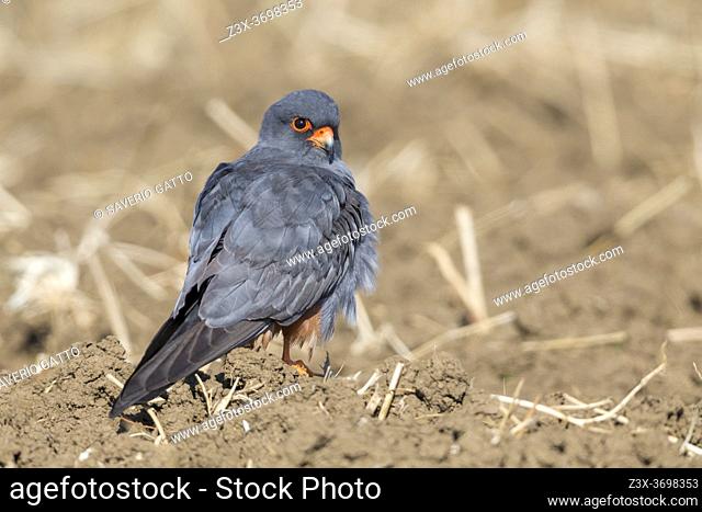 Red-footed Falcon (Falco vespertinus), adult male standing on the ground, Campania, Italy