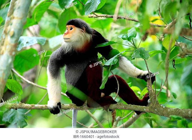 Red-shanked Douc (Pygathrix nemaeus), adult in a tree, Asia