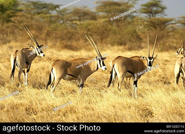 Beisa Oryx (oryx beisa), Group in Dry Grass, Savannah, Masai Mara Park in Kenya