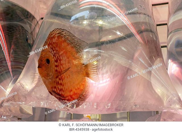 Ornamental fish for sale, swimming in a plastic bag, Goldfish Market, District Mong Kok, Kowloon, Hong Kong, China