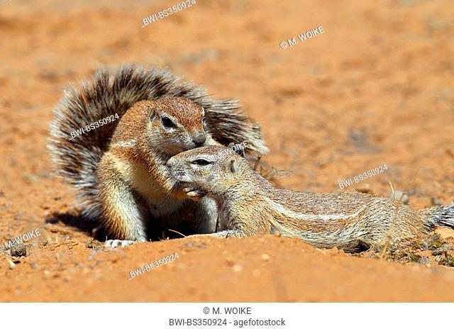 South African ground squirrel, Cape ground squirrel (Geosciurus inauris, Xerus inauris), female grooming a young squirrel, South Africa