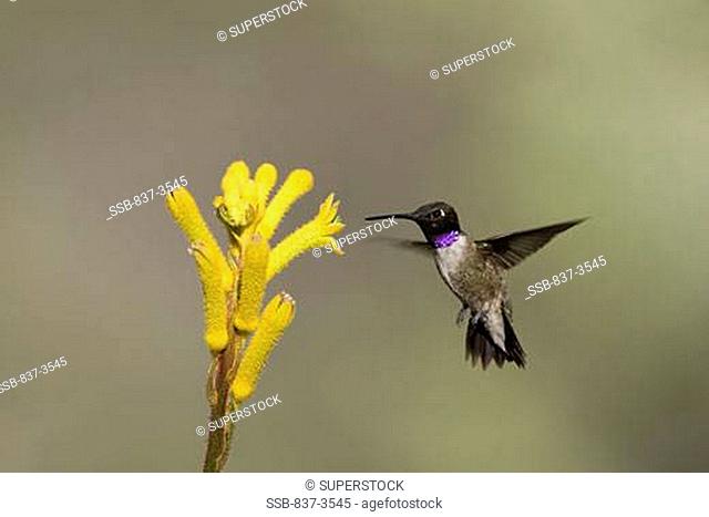 Black-Chinned hummingbird Archilochus alexandri hovering over flowers