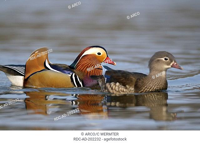 Mandarin Duck, pair, Aix galericulata, side