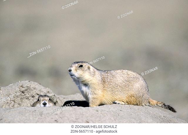 Black-tailed Prairie Dogs at the entrance of den