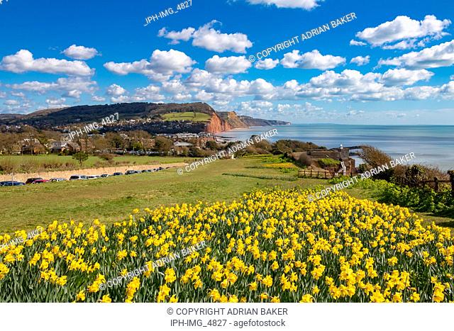 England Devon Sidmouth 31 March, 2016 Beautiful springtime view of this popular seaside town showing daffodils in the foreground and the red cliffs of the area...