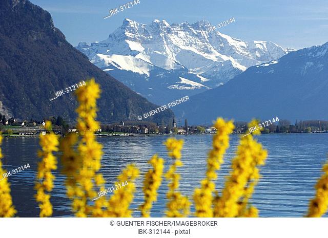 Springtime at Lake Geneva near Montreux, view of the peaks of Dents du Midi, Vaud, Switzerland