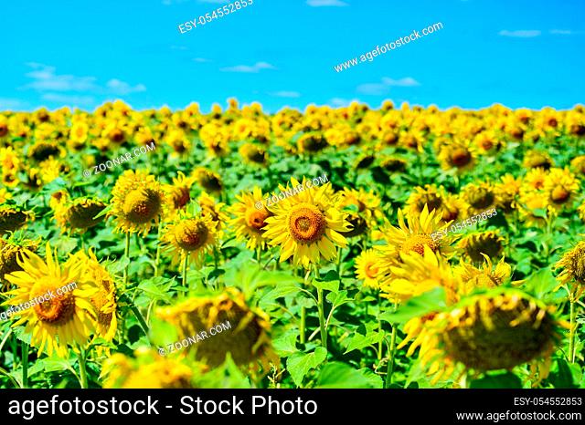 Summer landscape with a field of blooming sunflowers