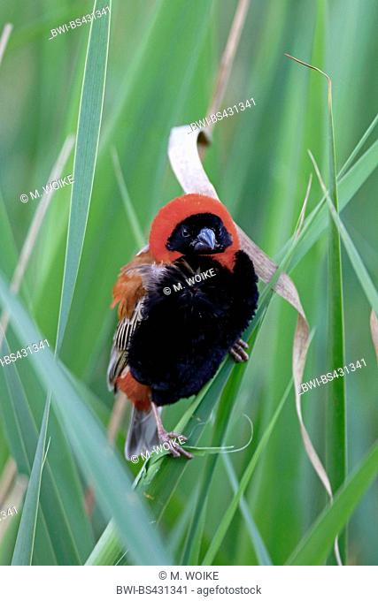 red bishop (Euplectes orix), male sits in reeds, South Africa, Western Cape, Karoo National Park