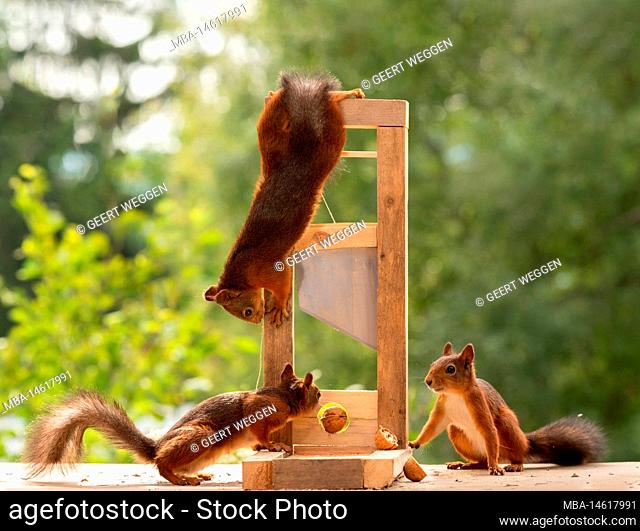 red squirrels with an walnut and a Guillotine