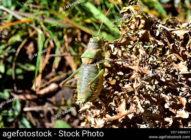 Mediterranean katydid or saddle-backet bush cricket (Ephippiger ephippiger) male. This orthoptera insect is native to Europe especialy on southwestern Europe