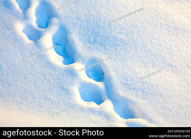 Footprints in the snow in the evening light