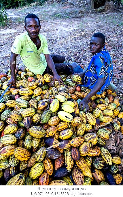 Cocoa planters sitting on pods near Agboville, Ivory Coast