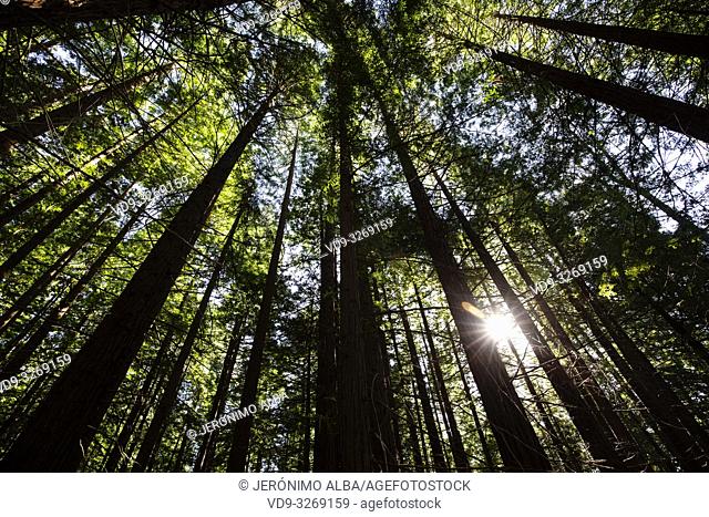 Protected Natural Space. Sequoya (Sequoia sempervirens). Natural Monument of Sequoia trees at Monte Cabezon. Cabezon de la Sal, Cantabria