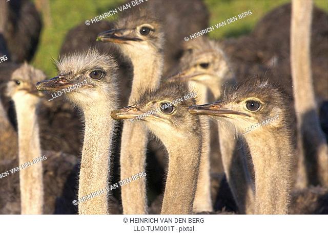 Close -Up of inquisitive Common Ostriches Struthio camelus, Overberg Region, Western Cape Province, South Africa