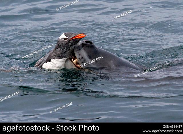leopard seal who grabs gentoo penguin