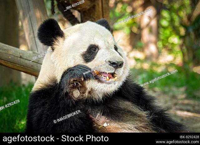 Chinese tourist symbol and attraction, giant panda bear eating bamboo. Chengdu, Sichuan, China, Asia