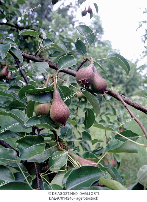 Williams Pears (Pyrus communis), Rosaceae