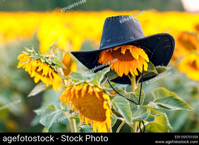 Farmer hat on flower in a sunflower field