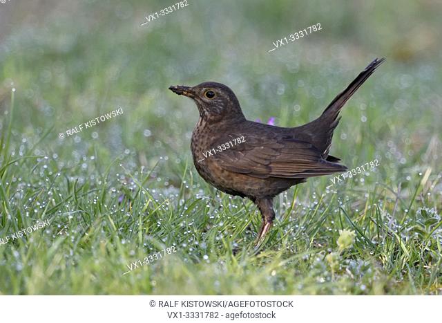 Common Blackbird / Amsel ( Turdus merula ), brown female, typical garden bird, sitting in grass, on the ground, in attentive pose, side view, wildlife, Europe