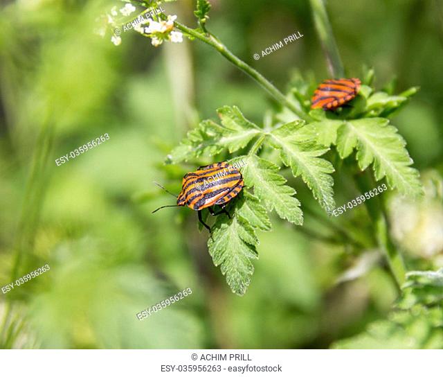 two italian striped bugs in natural green ambiance at spring time