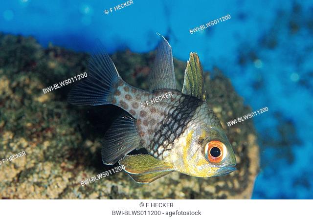 orbiculate cardinalfish Apogon orbicularis