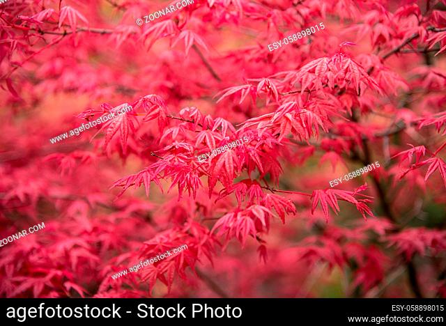 Background of red acer leaves in park