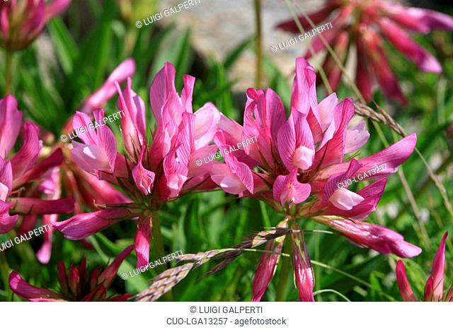 Trifolium alpinum, clover, trifoglio alpino