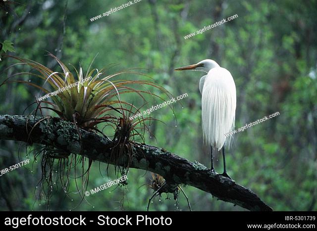Great White Egret (Egretta alba) and Stiff-leaved Wild Pine, Corkscrew Swamp, Florida, USA (Tillandsia fasciculata)