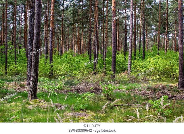Scotch pine, Scots pine (Pinus sylvestris), pine forest and young deciduous trees as undergrowth, Germany, Brandenburg, Borkwalde