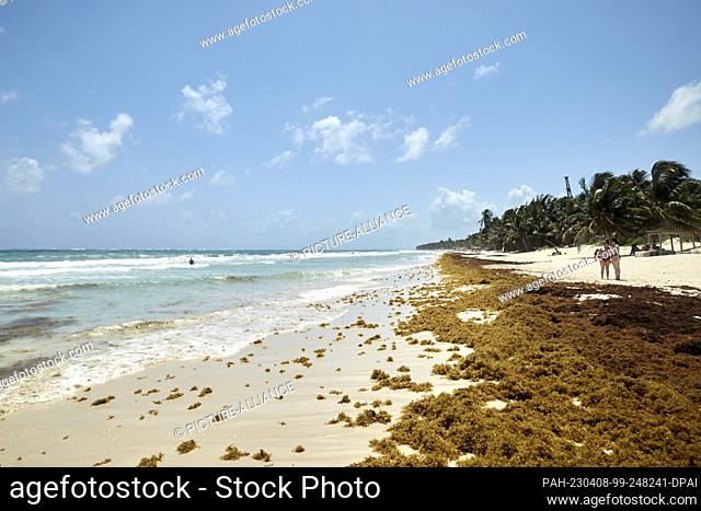 28 March 2023, Mexico, Tulum: Huge algae carpets sometimes spoil the vacation mood on the beaches of Mexico. (to dpa ""Brown algae nightmare in the Caribbean...
