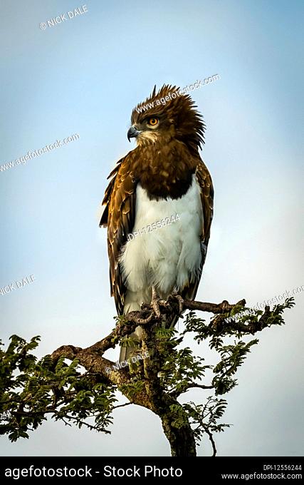 Black-chested snake-eagle l(Circaetus pectoralis) looking down from leafy treetop, Serengeti; Tanzania