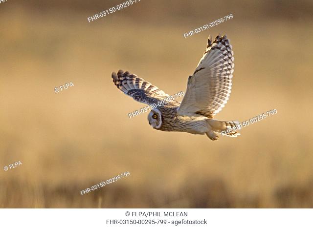 Short-eared Owl (Asio flammeus flammeus) adult, in flight, hunting over rough moorland, Lammermuir Hills, Berwickshire, Scottish Borders, Scotland, April
