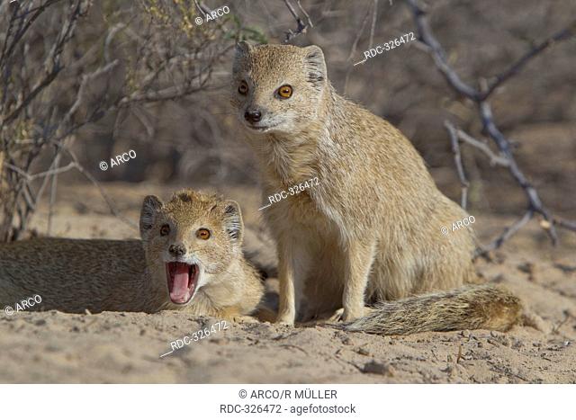 Yellow Mongooses, Kgalagadi Transfrontier Park, South Africa/ Cynictis penicillata