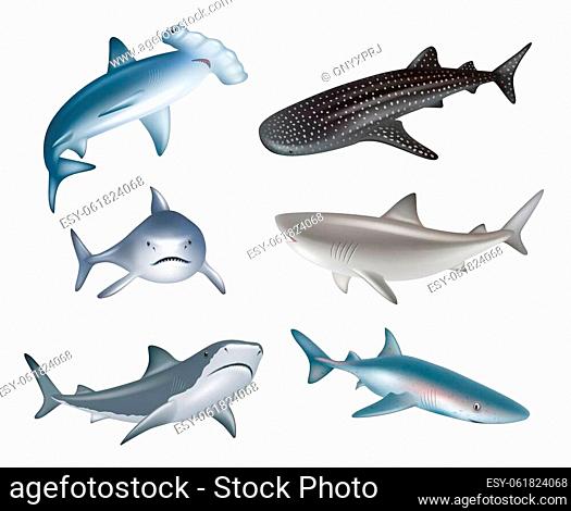 Shark. Underwater wild life different realistic dangerous sharks decent vector illustrations collection. Shark predator underwater sea